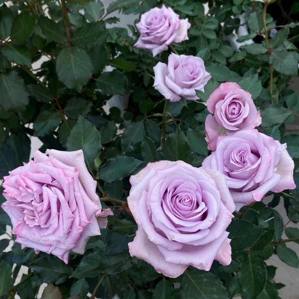 Ocean Song Rose
