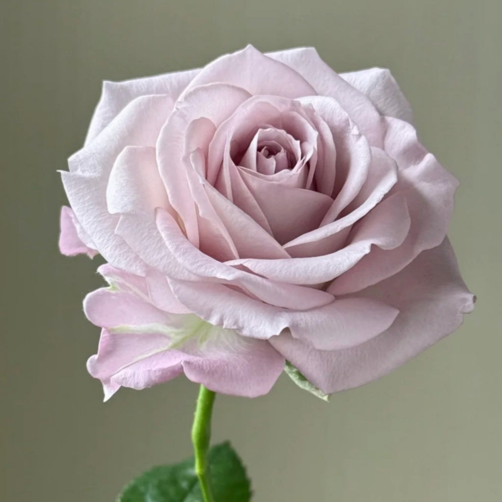 Ocean Song Rose