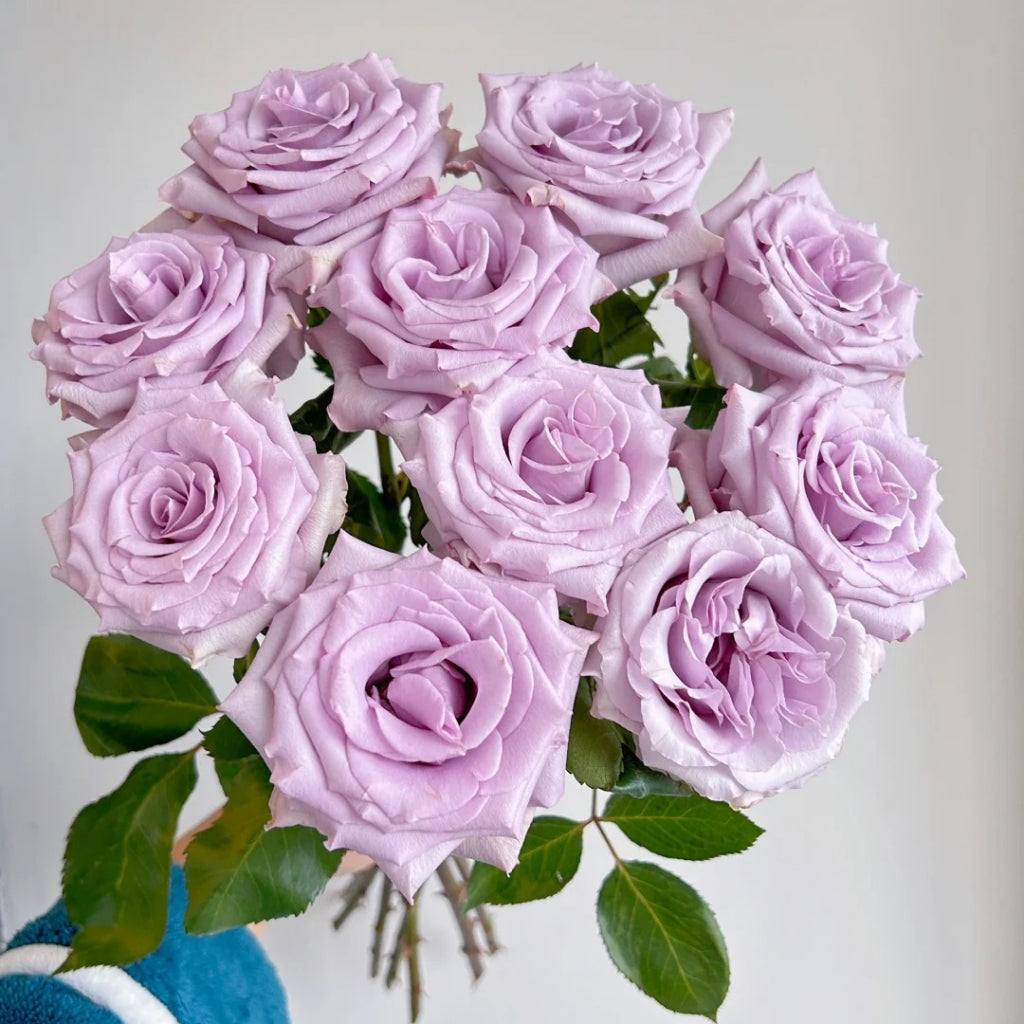 Ocean Song Rose