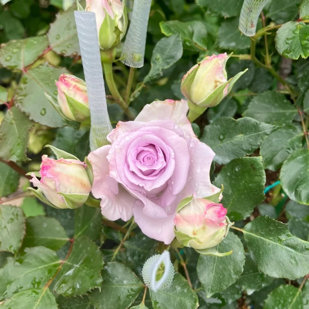 Ocean Song Rose
