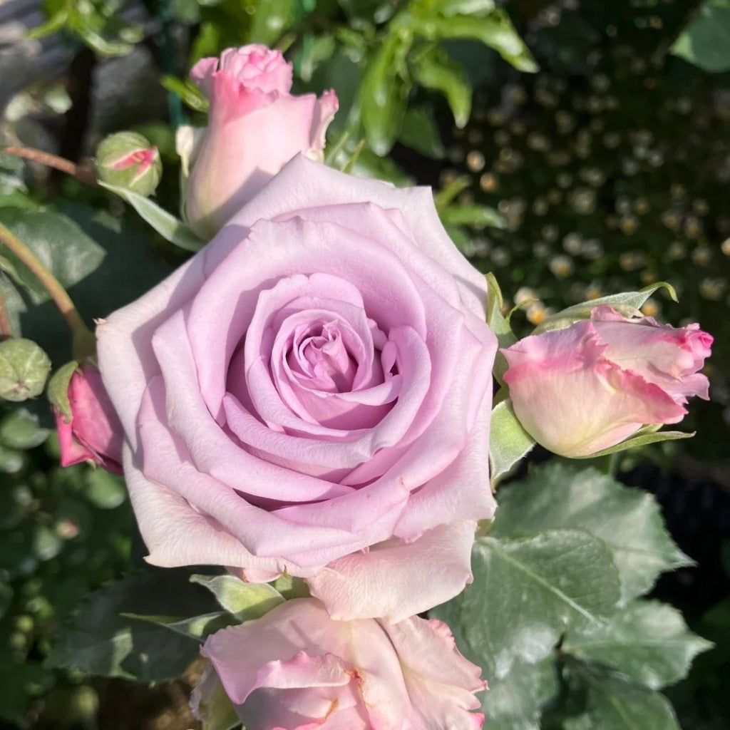 Ocean Song Rose