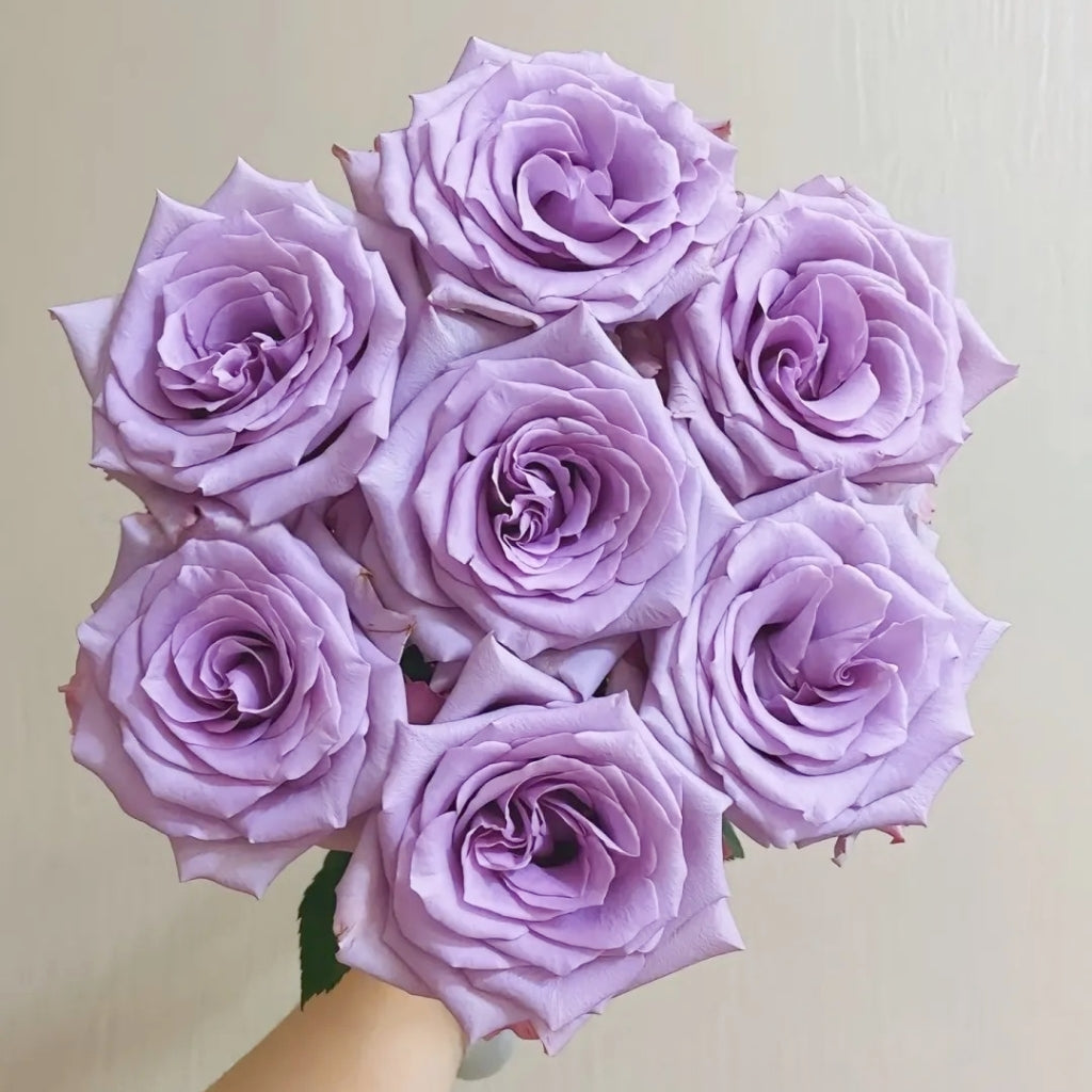 Ocean Song Rose