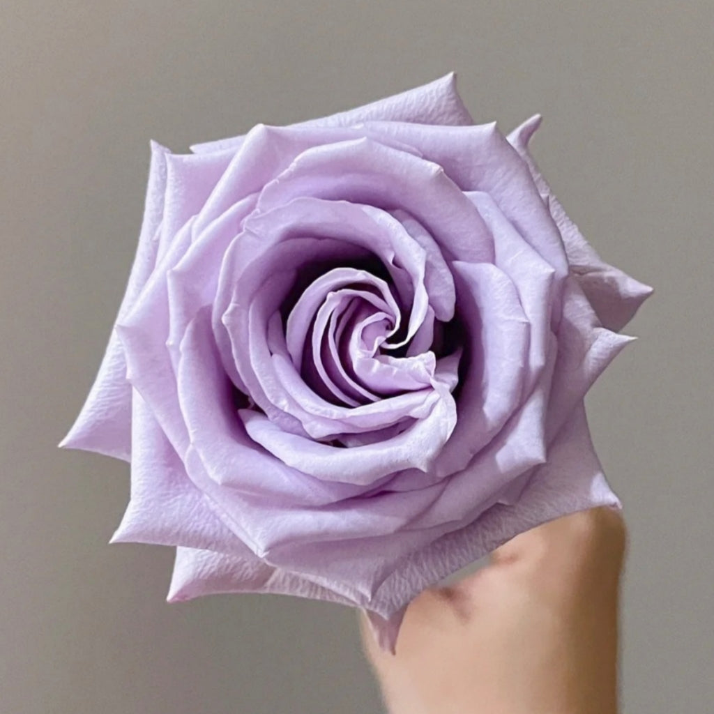 Ocean Song Rose
