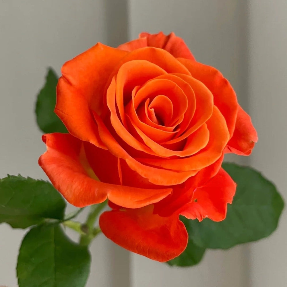 Orange Party Rose