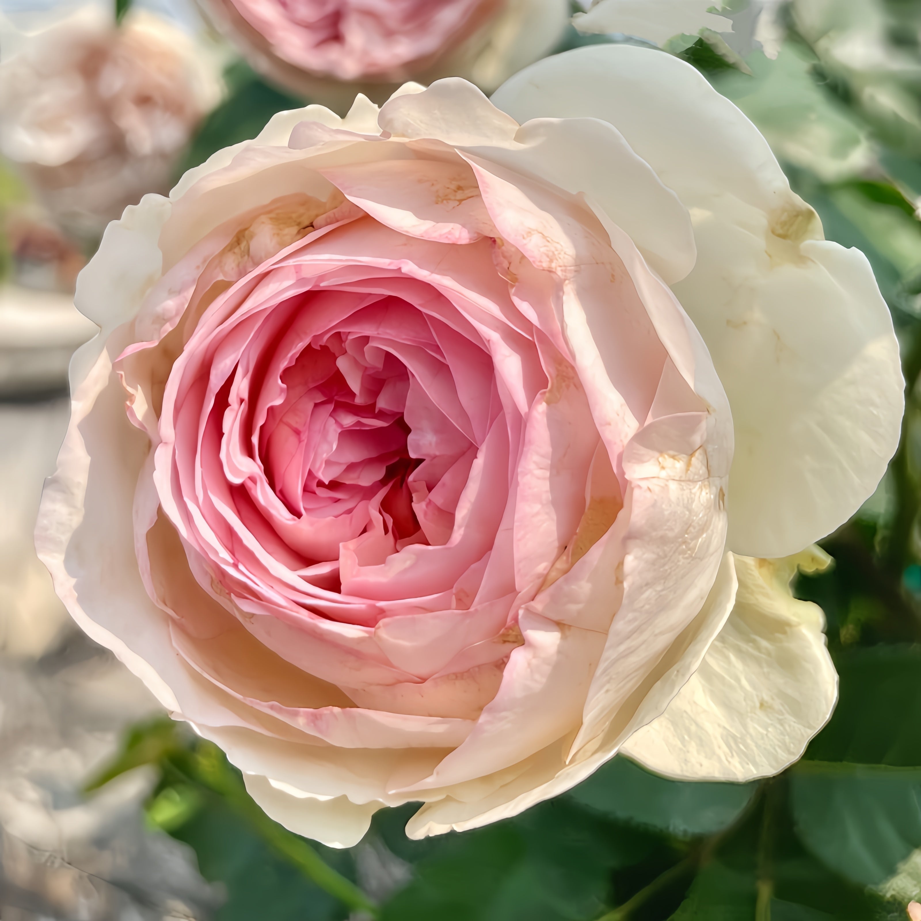 Otome Kokoro rose