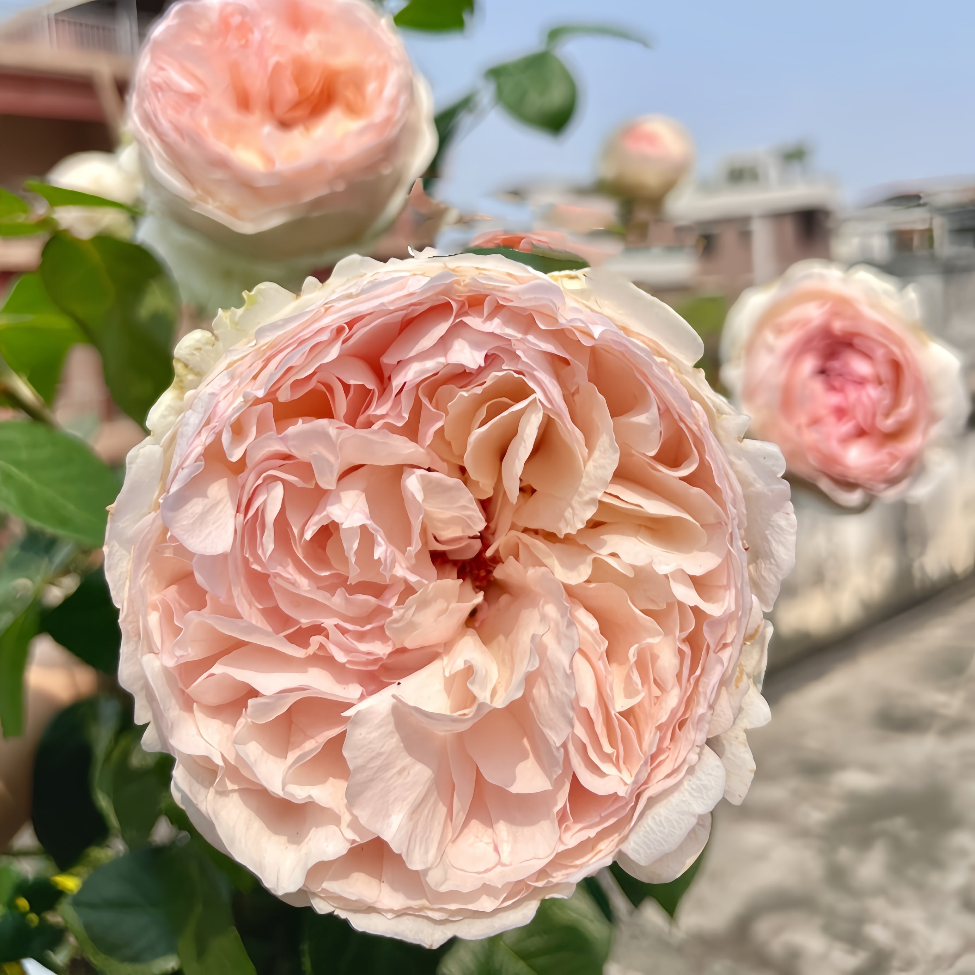Otome Kokoro rose