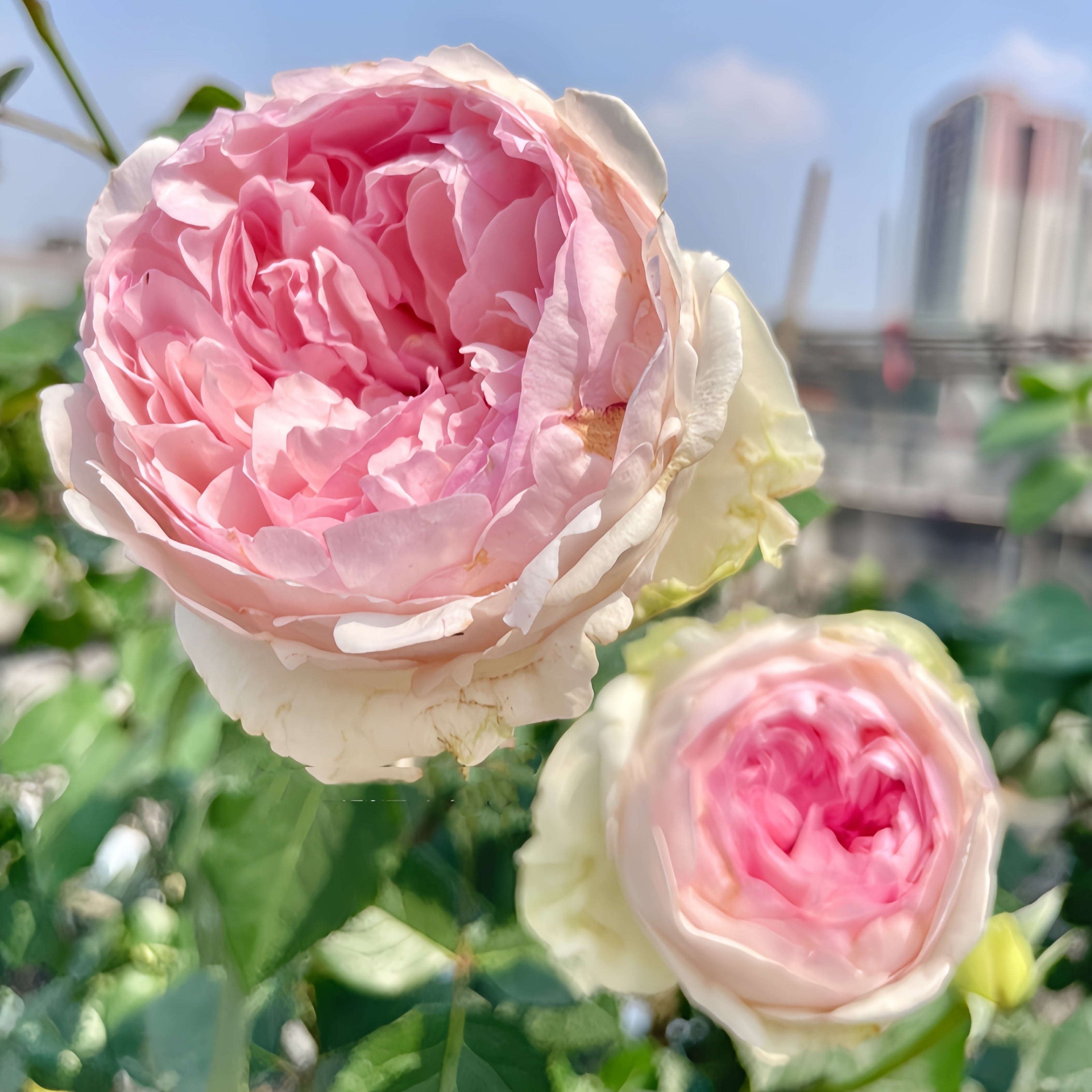 Otome Kokoro rose
