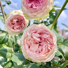 Otome Kokoro rose