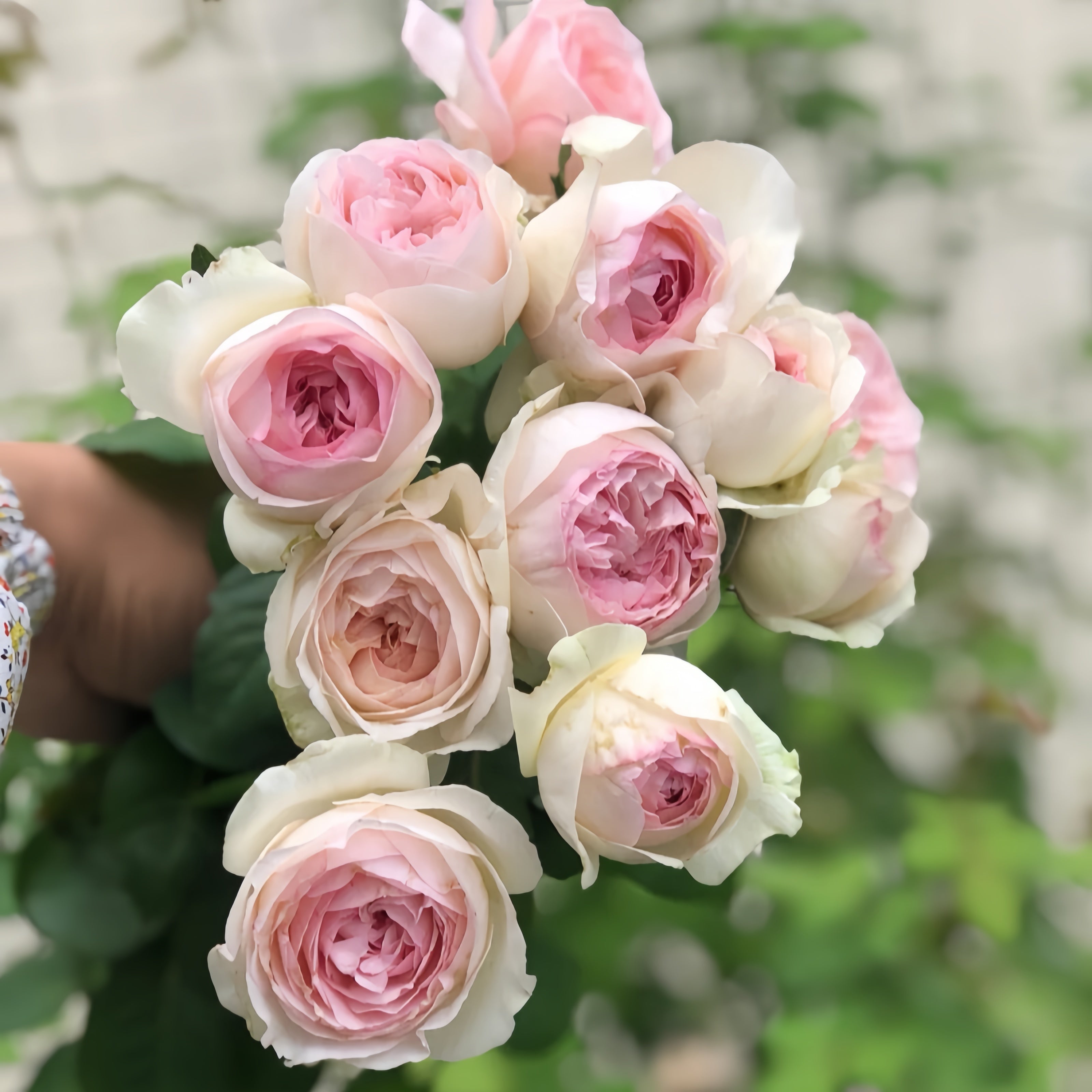 Otome Kokoro rose