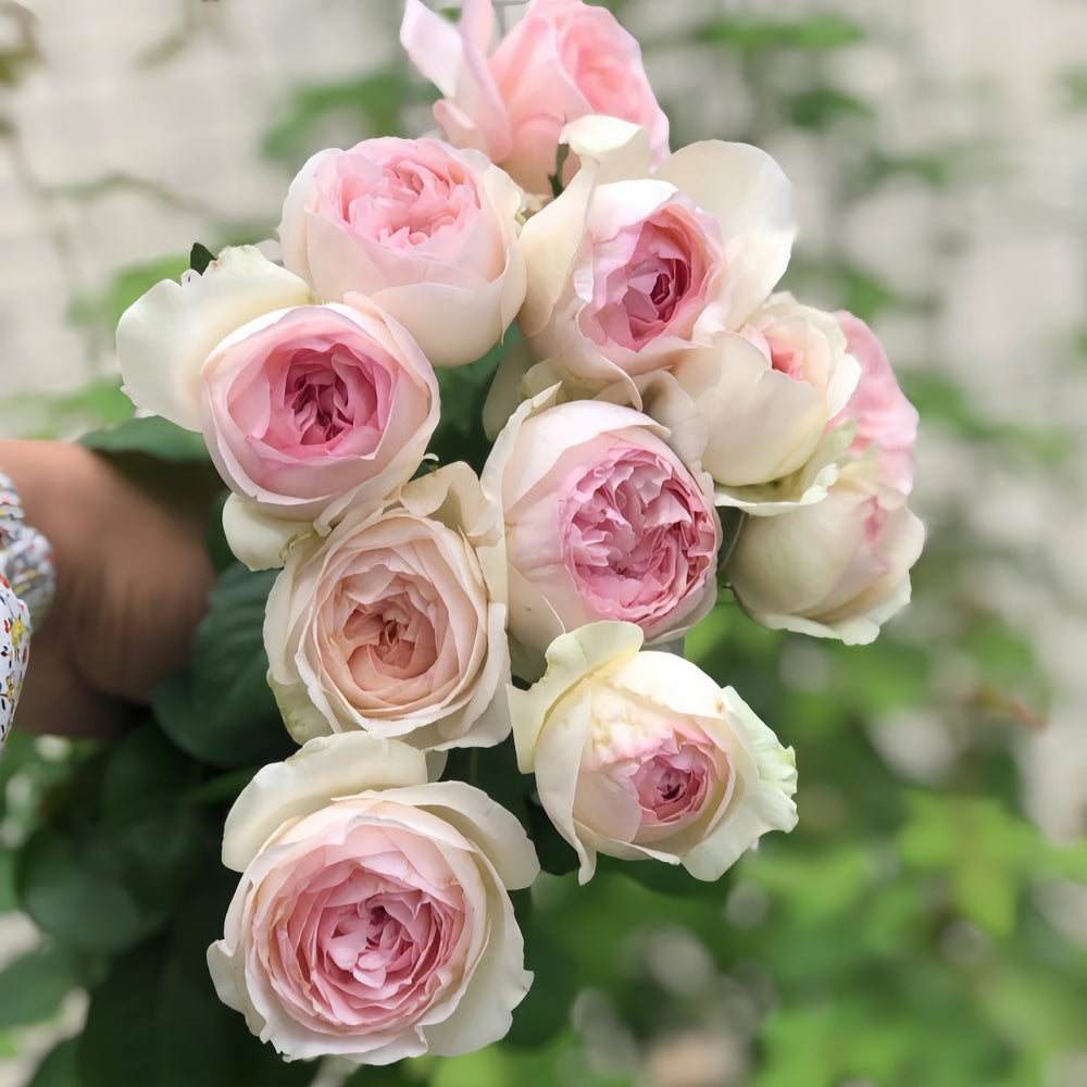 Otome Kokoro rose