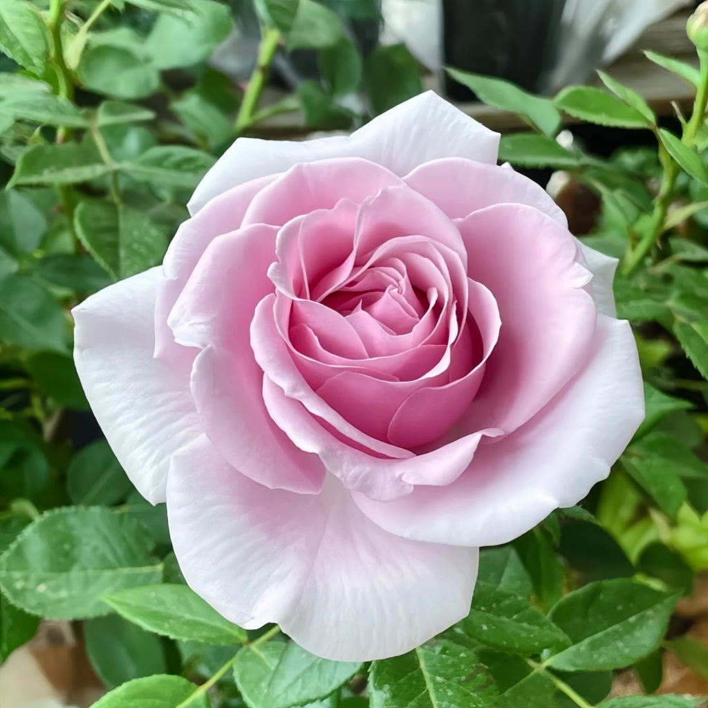 Pacific Blue Rose