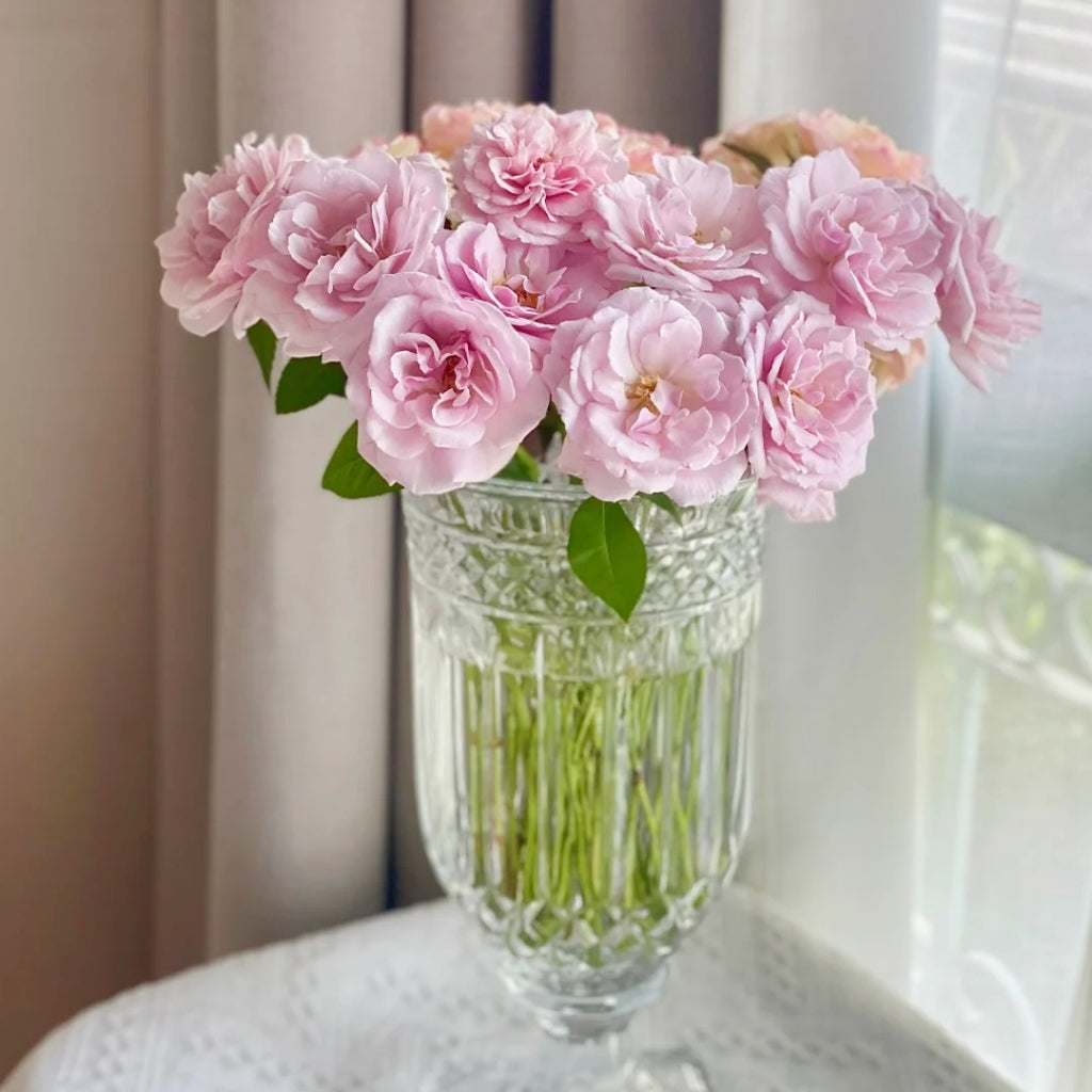 Pacific Blue Rose