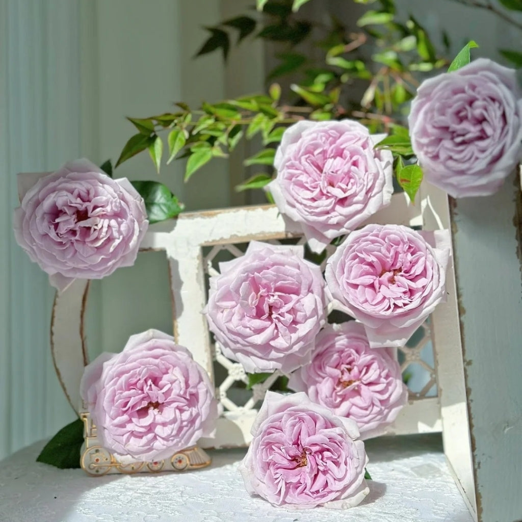 Pacific Blue Rose