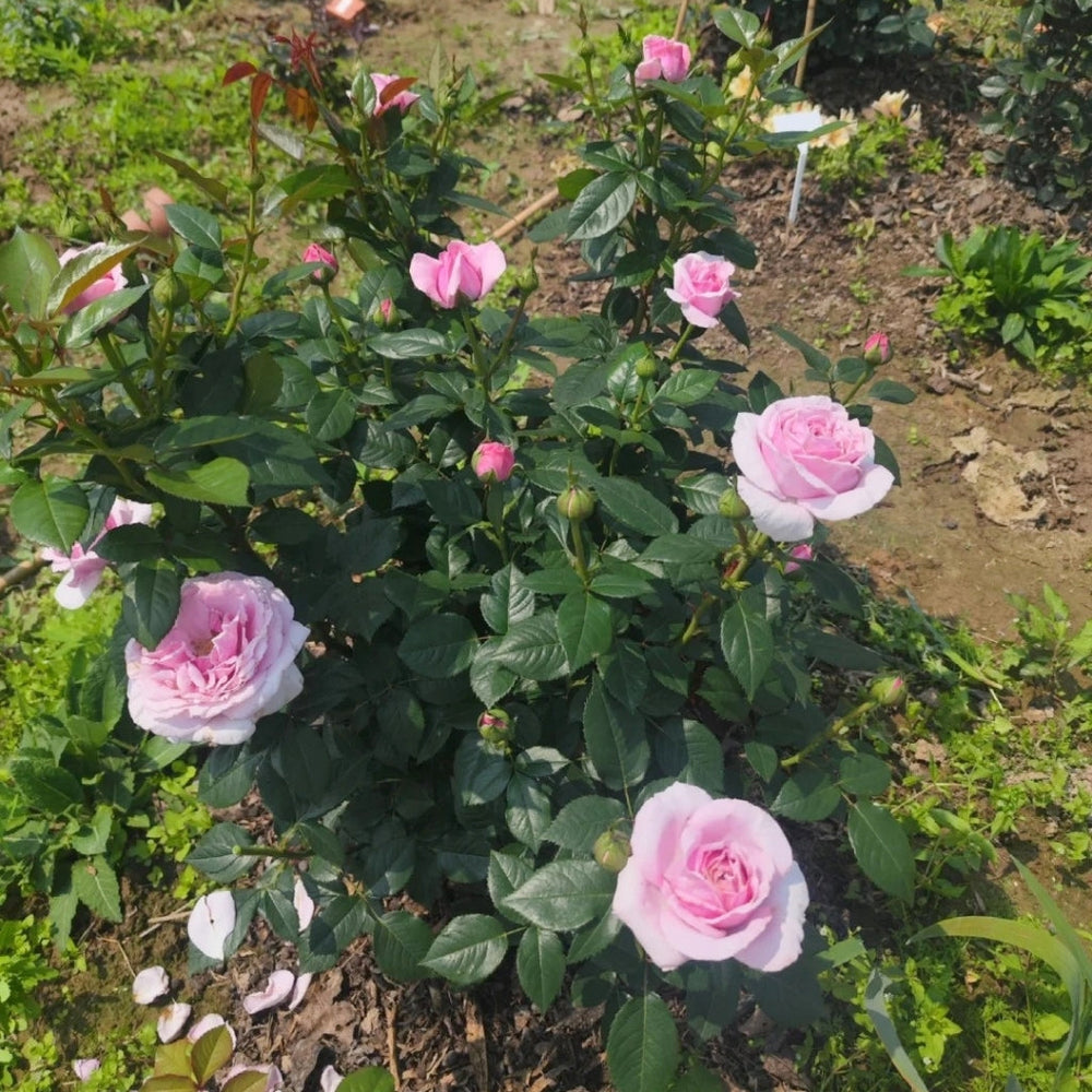 Pacific Blue Rose
