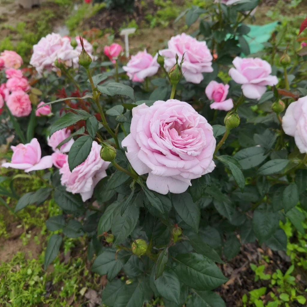 Pacific Blue Rose