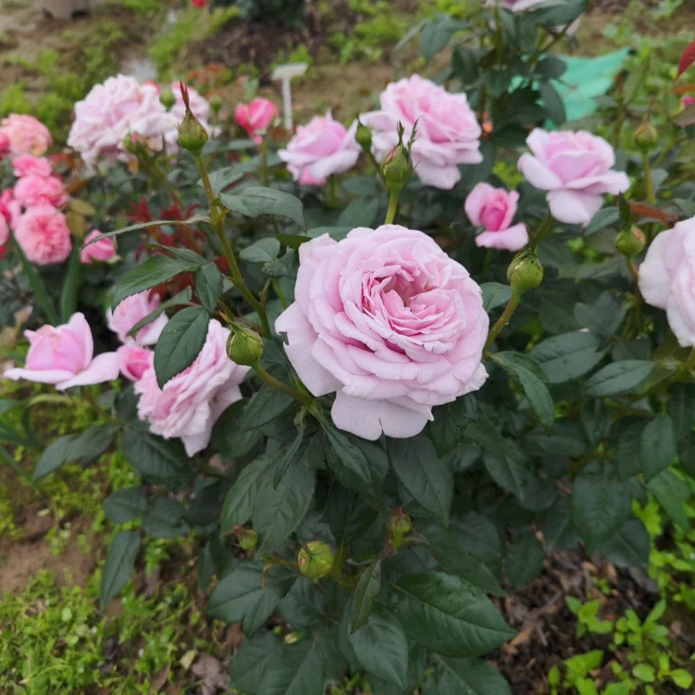 Pacific Blue Rose