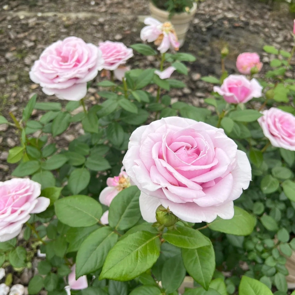 Pacific Blue Rose