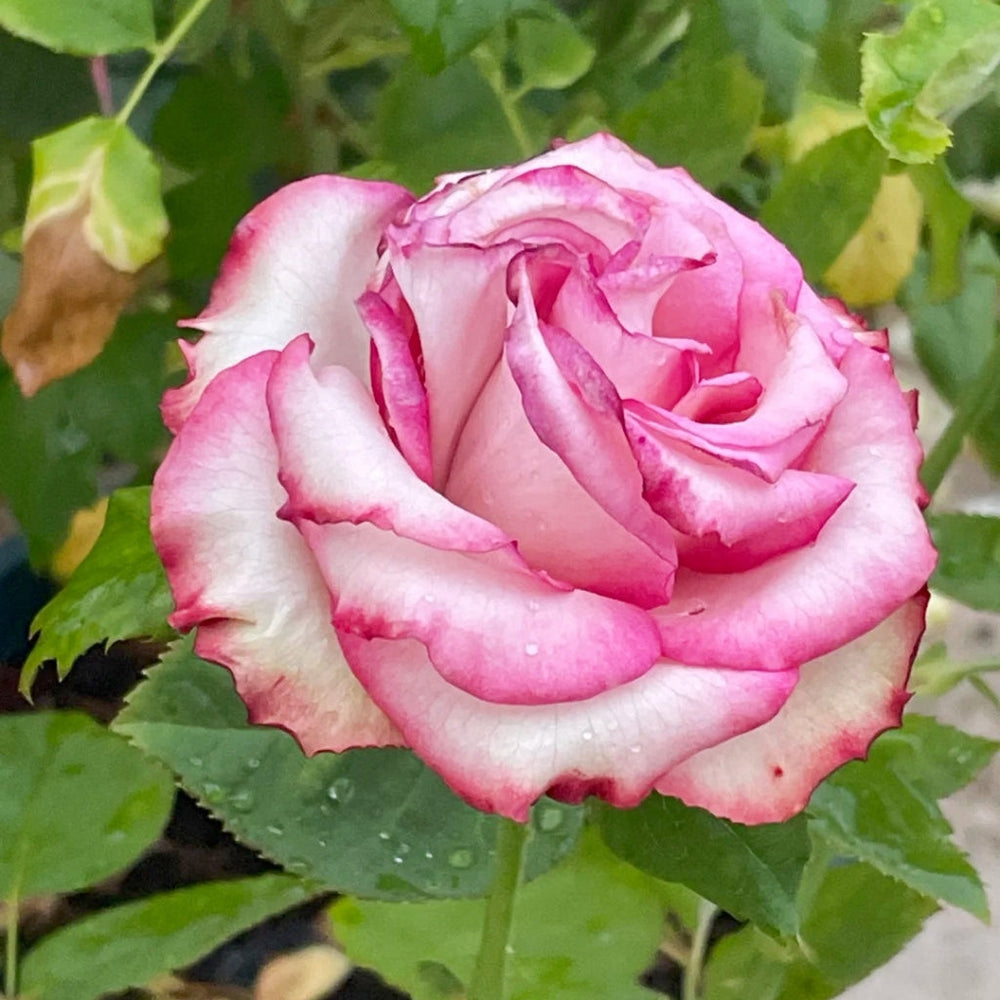 Paloma Rose