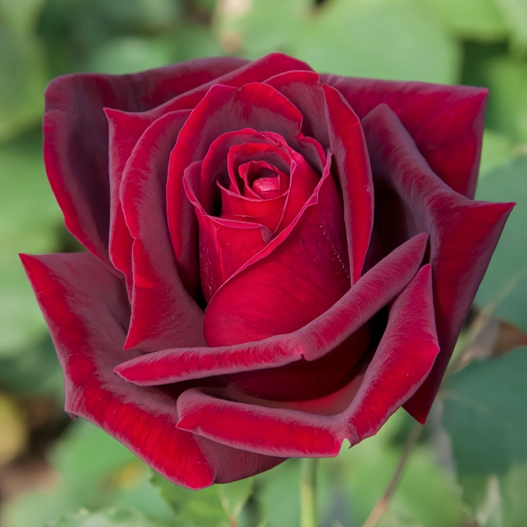 Papa Meilland Rose