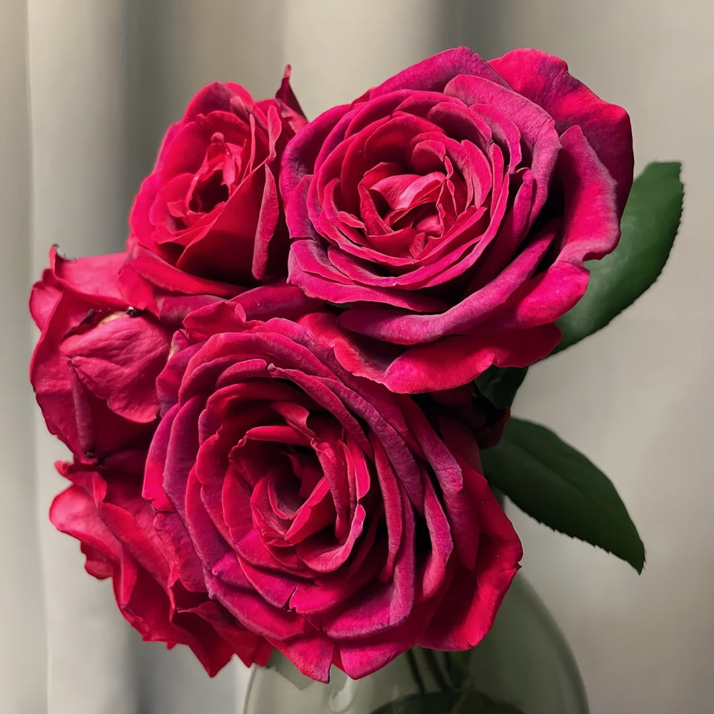Papa Meilland Rose