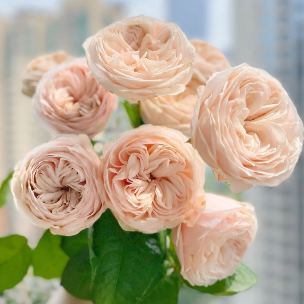 Paradise Beach Rose
