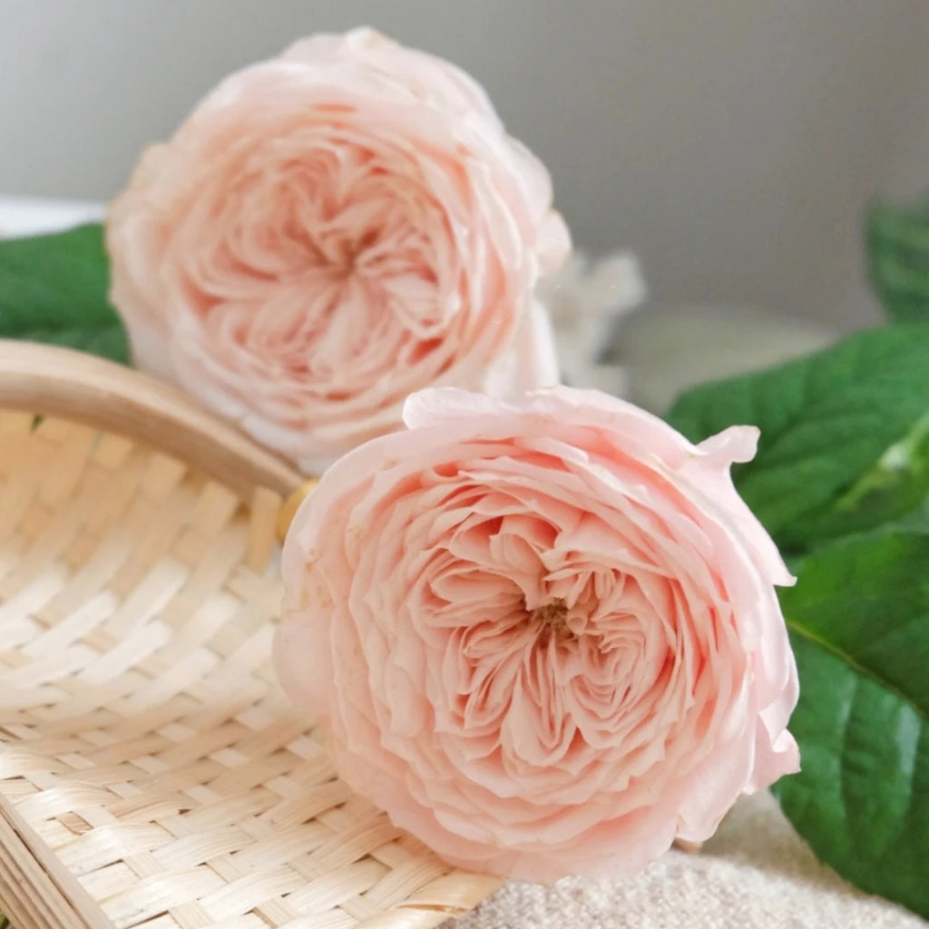 Paradise Beach Rose