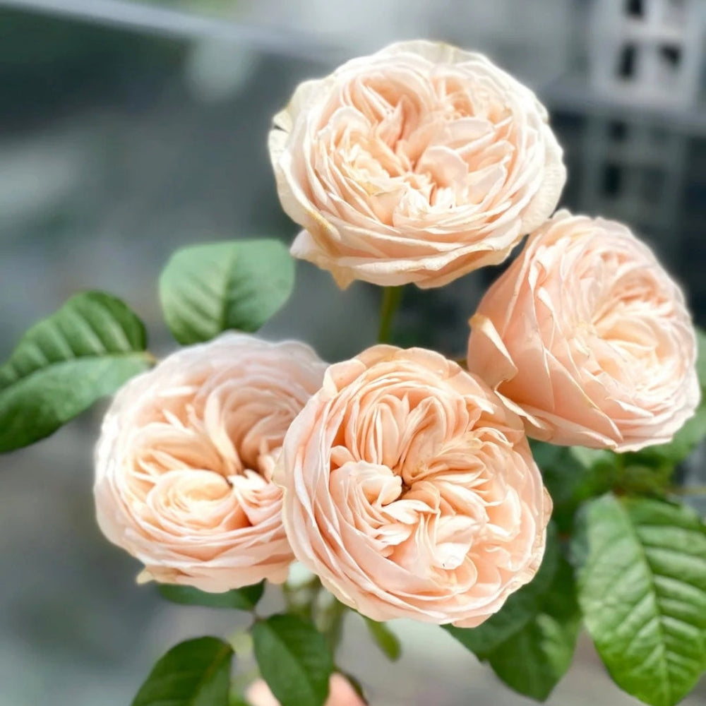 Paradise Beach Rose
