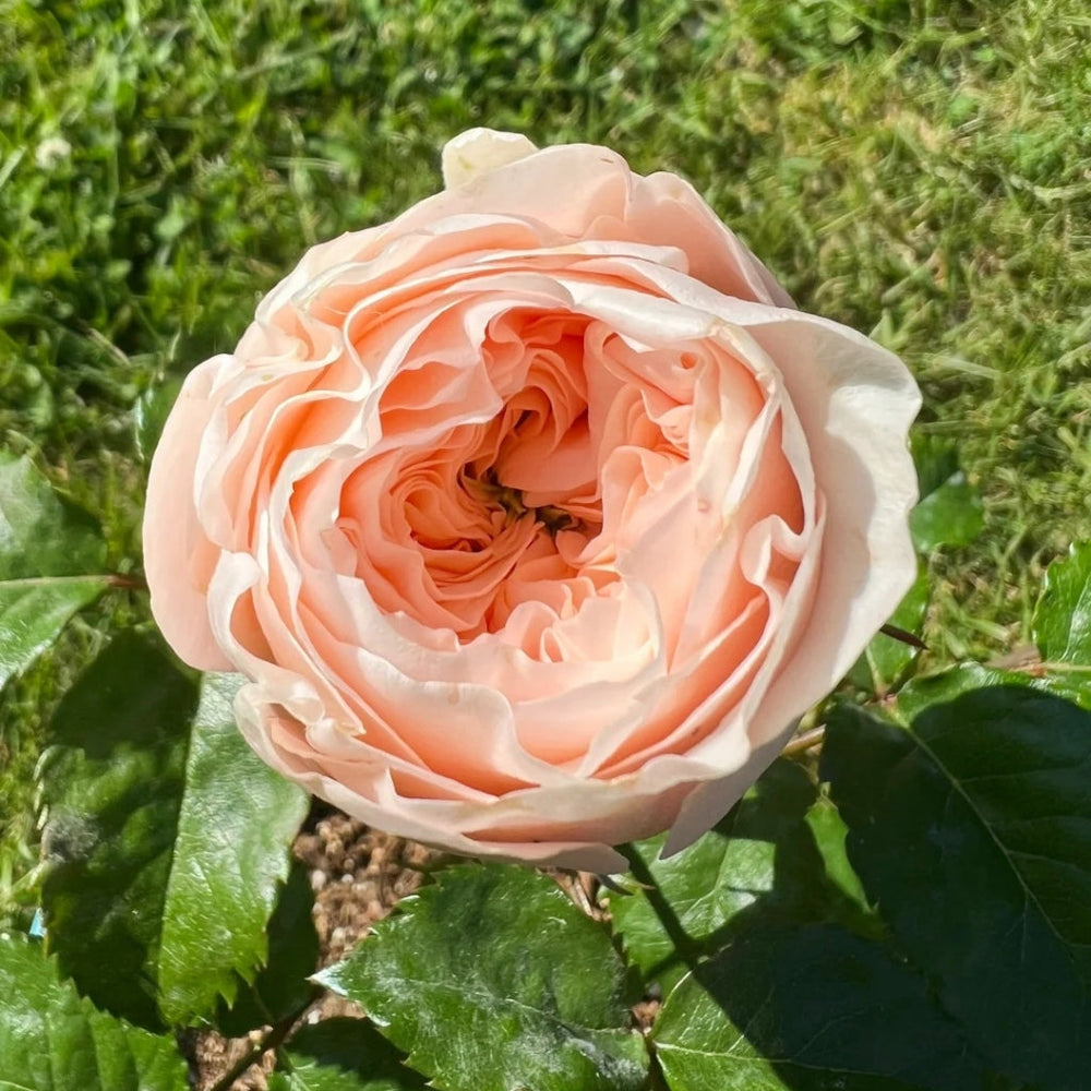 Paradise Beach Rose