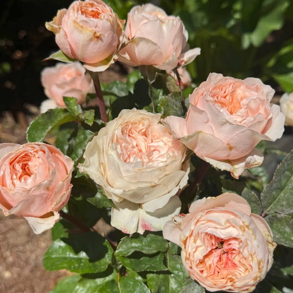 Paradise Beach Rose