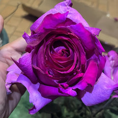 Parole Rose
