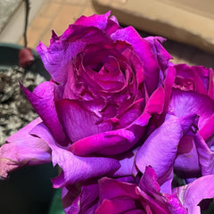 Parole Rose