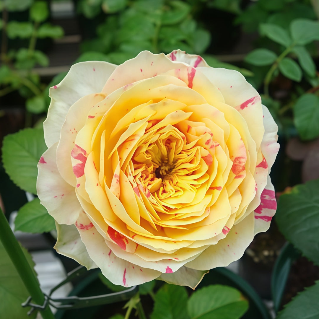 Party Ranucula Rose