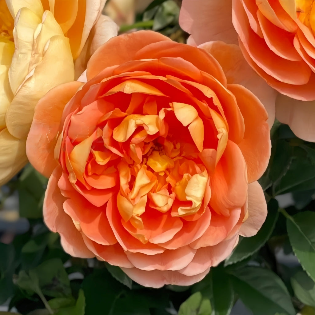 Pat Austin Rose