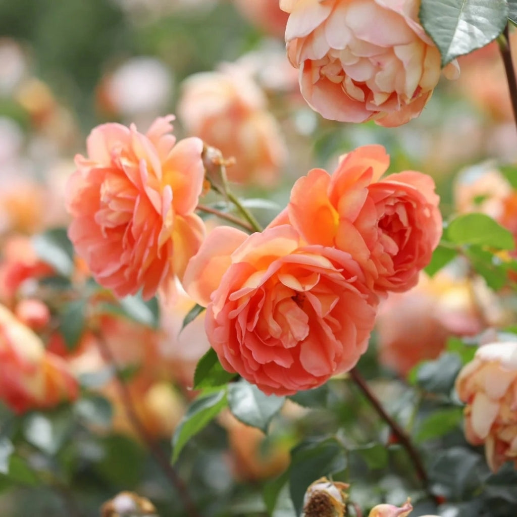 Pat Austin Rose