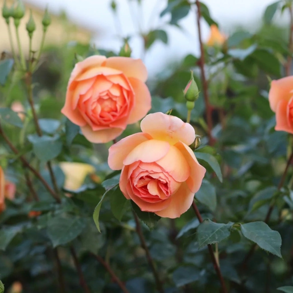 Pat Austin Rose