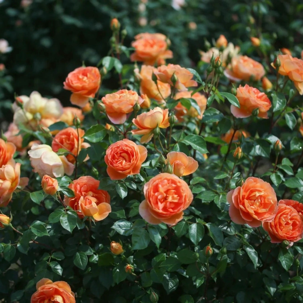 Pat Austin Rose