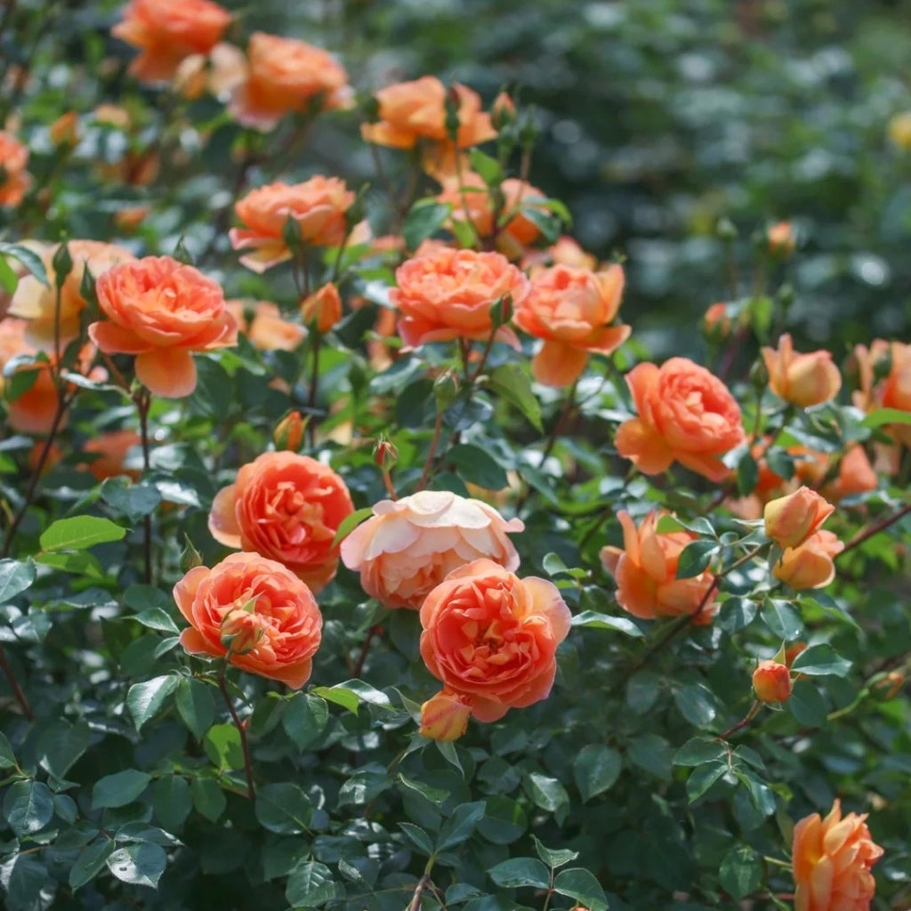 Pat Austin Rose