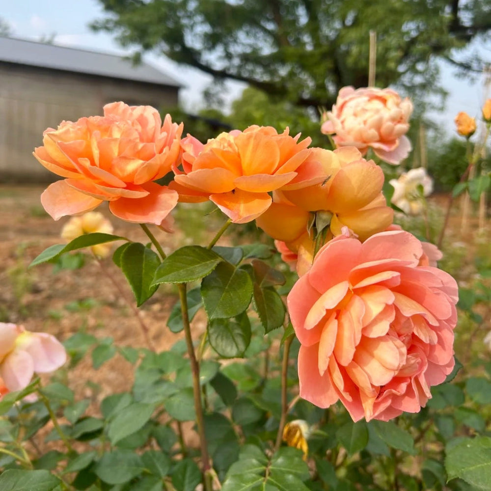 Pat Austin Rose