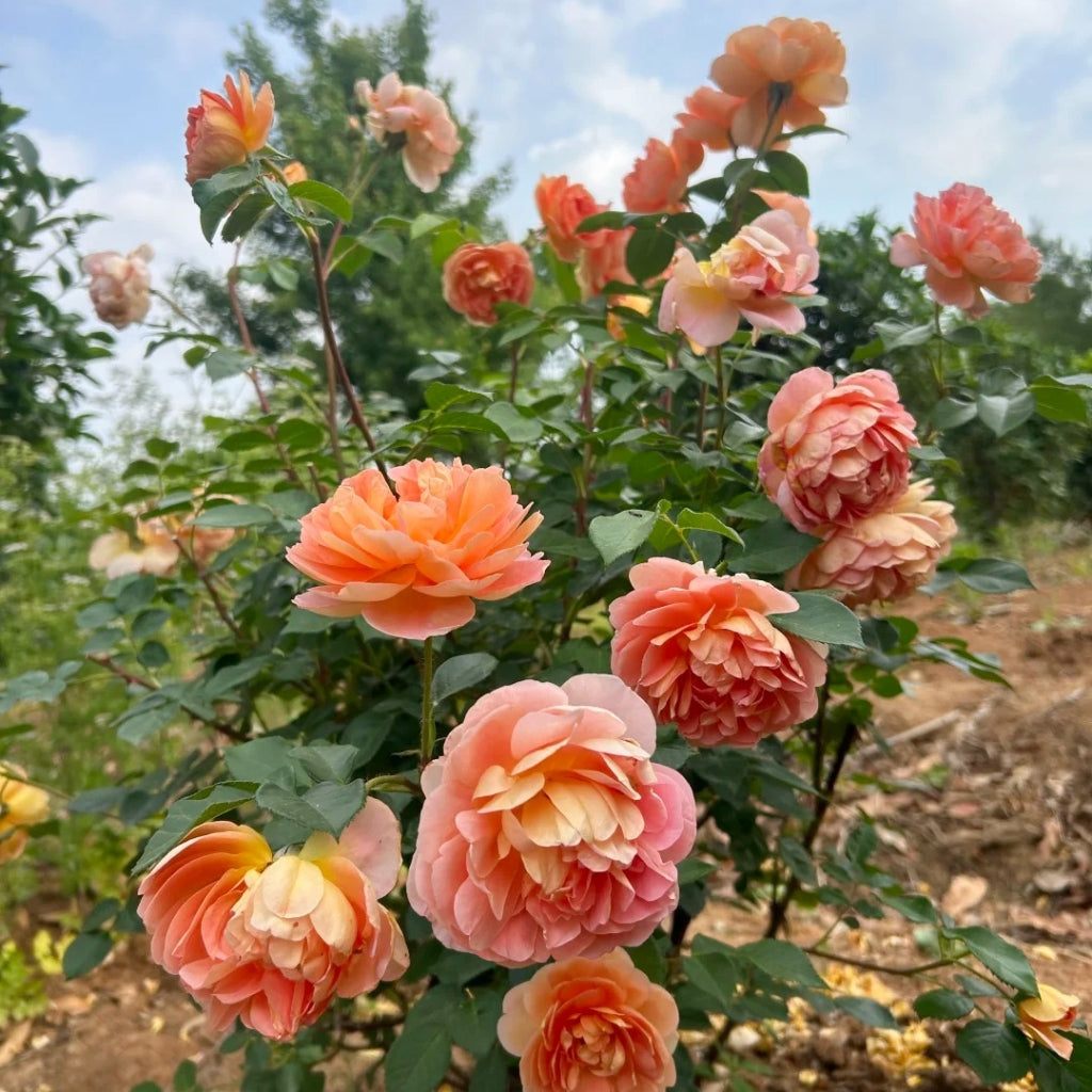 Pat Austin Rose