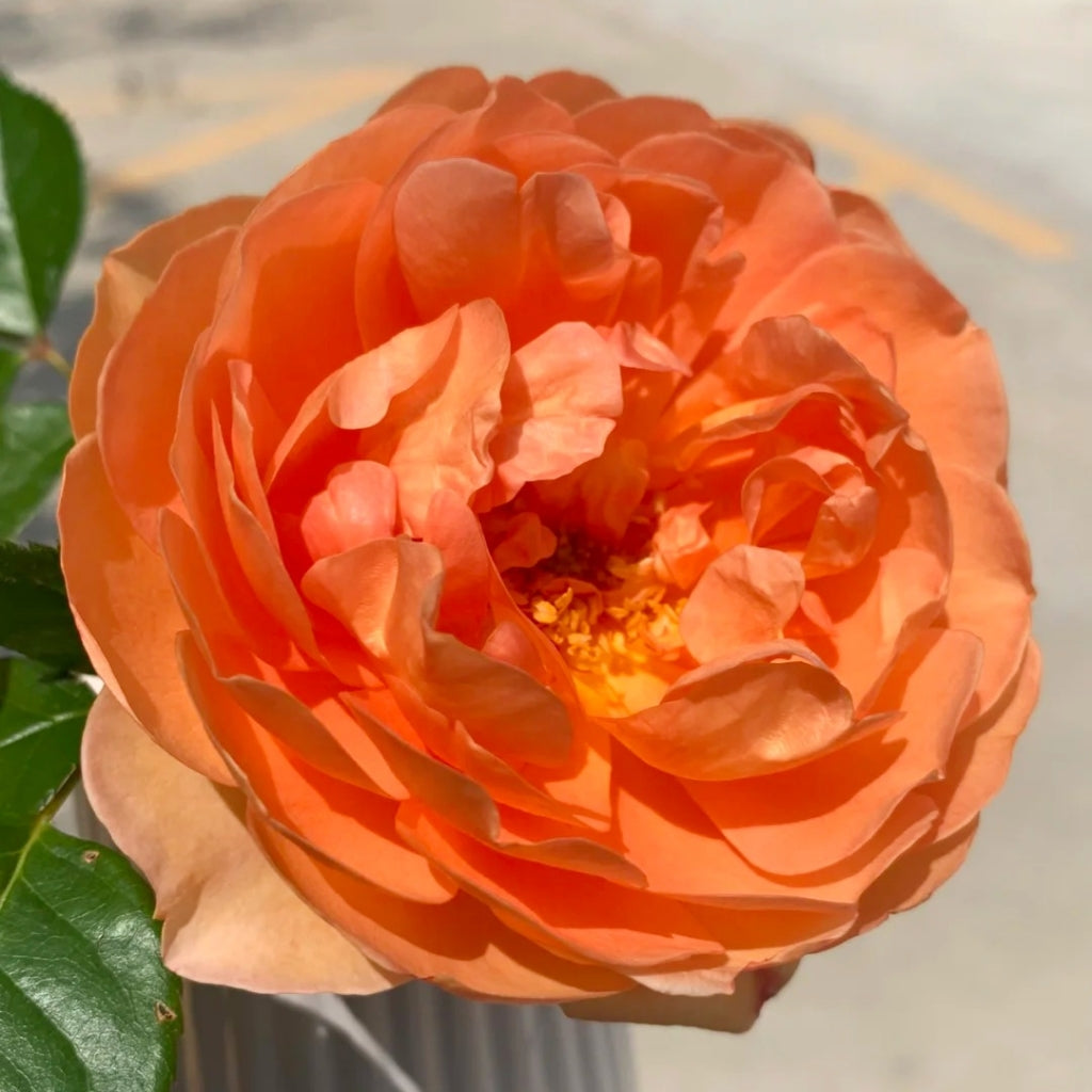 Pat Austin Rose