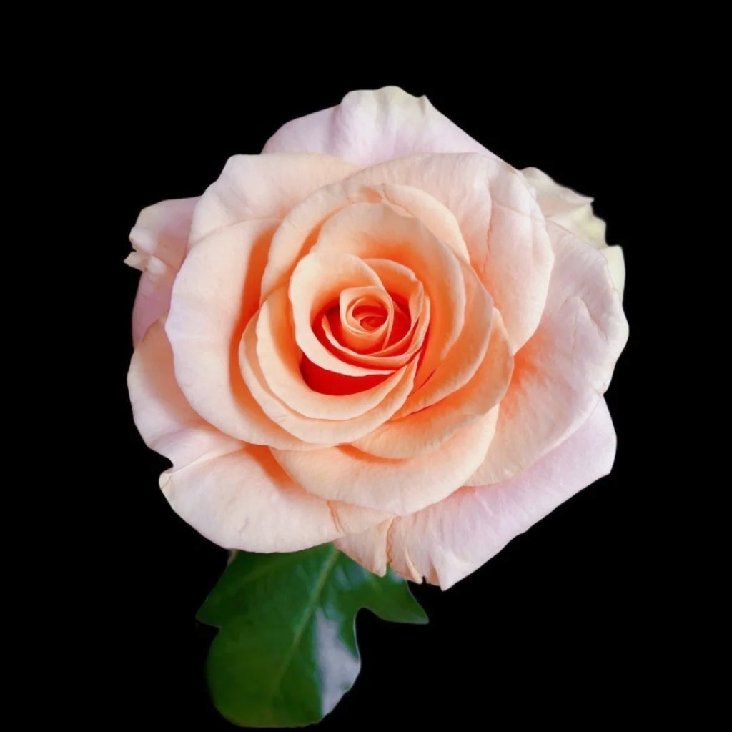Paul Richard Rose
