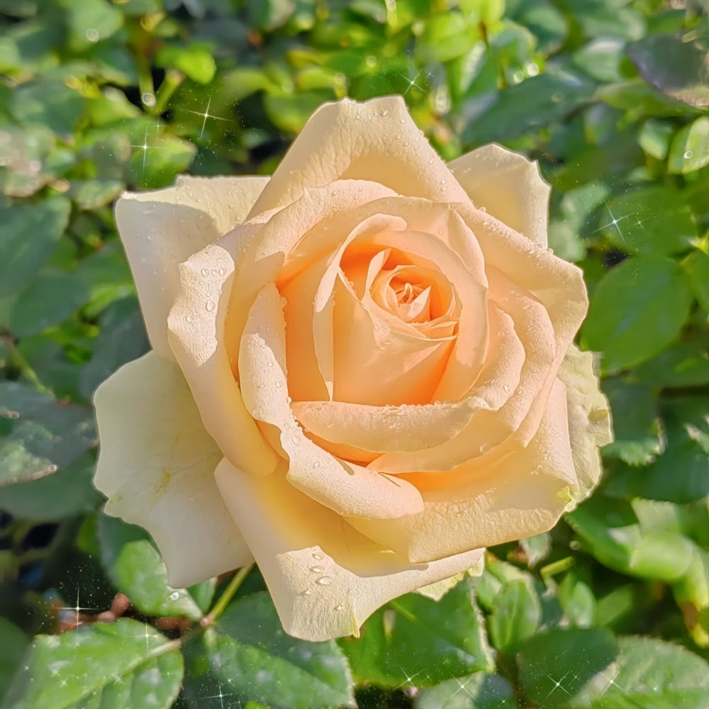 Peach Avalanche Rose