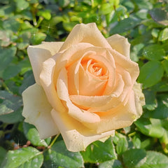 Peach Avalanche Rose