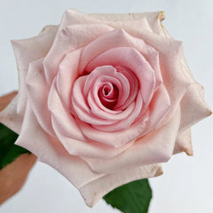Peach Flavor Rose