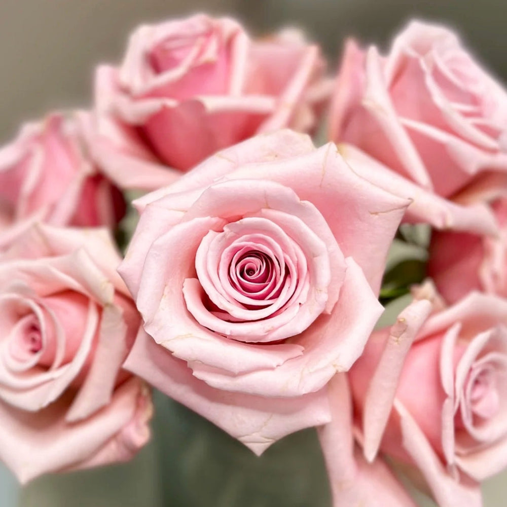 Peach Flavor Rose