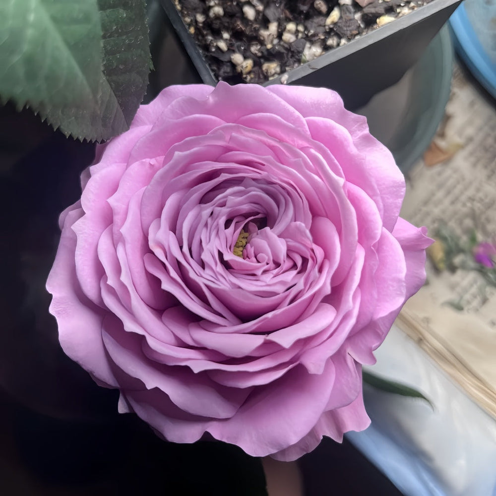 Peonikiss Rose