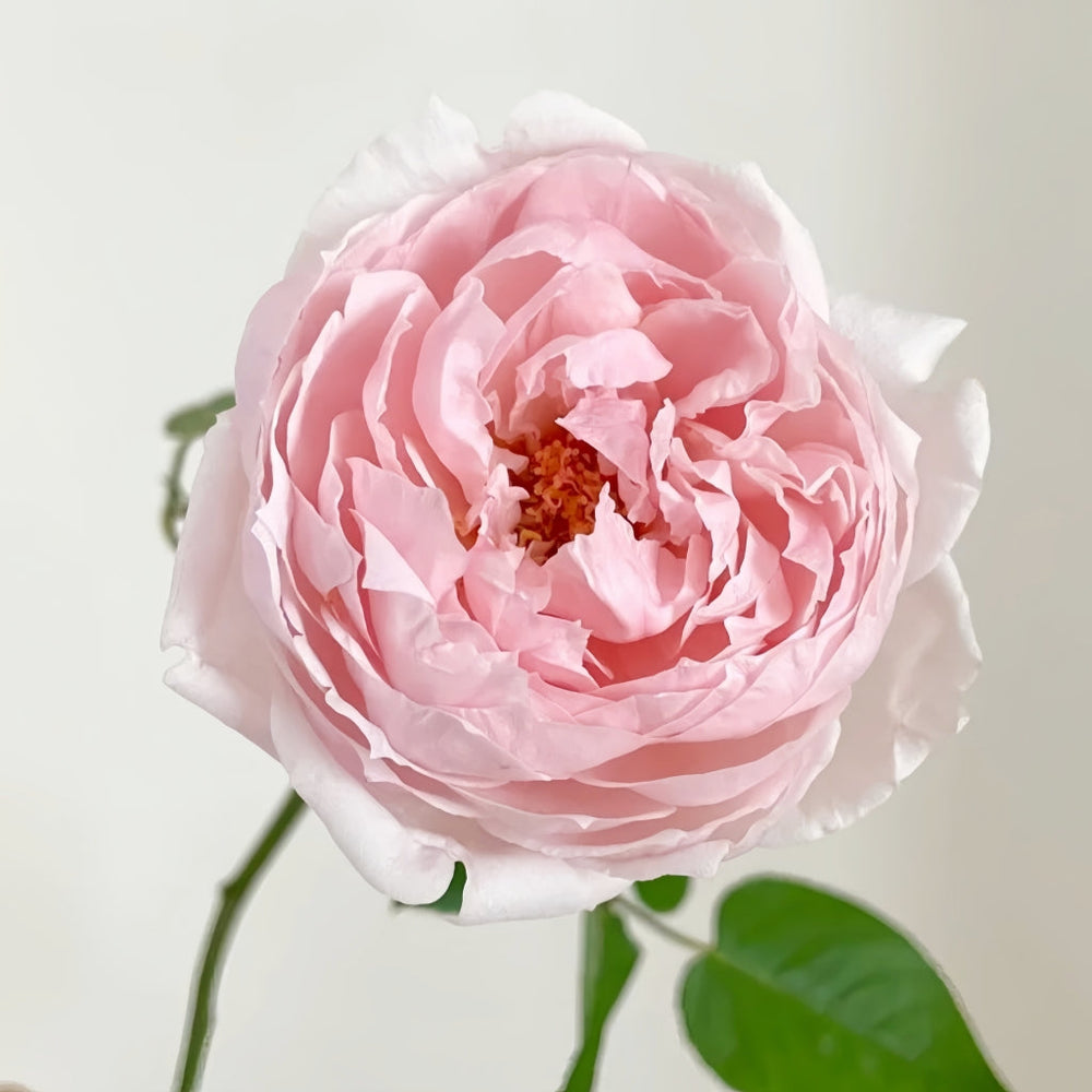 Peony Pink Rose