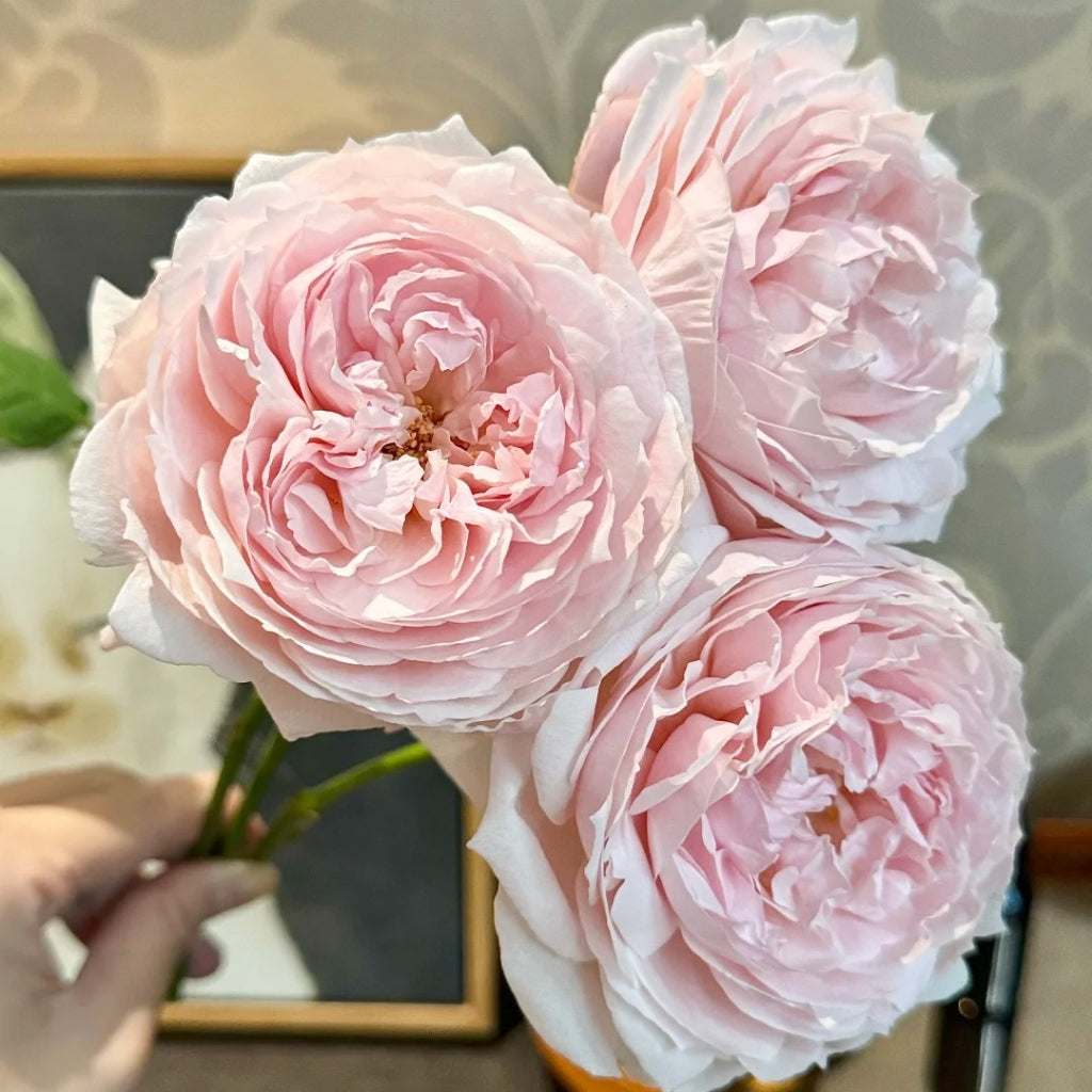 Peony Pink Rose