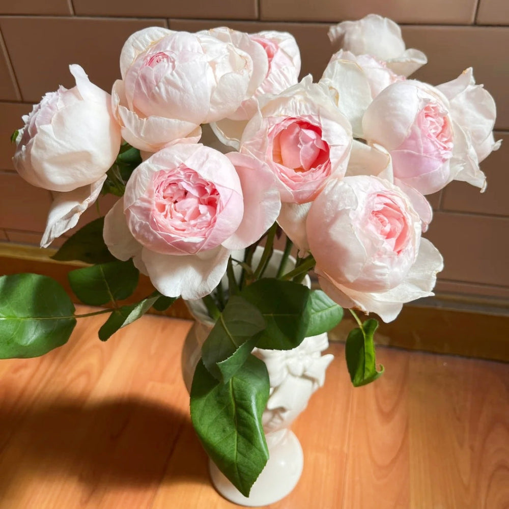 Peony Pink Rose