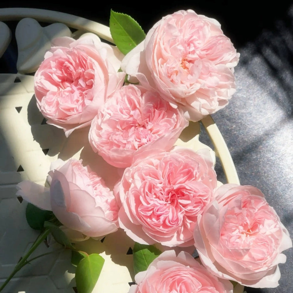 Peony Pink Rose